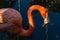 Close up photo of Head and neck portrait of American Flamingo