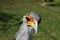 A close-up photo of the head of a secretary bird with a plain background