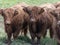 A close up photo of a herd of Highland Cows