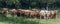 A close up photo of a herd of Highland Cows