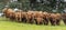 A close up photo of a herd of Highland Cows