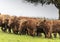 A close up photo of a herd of Highland Cows