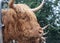 A close up photo of Highland Cows being fed at a farm