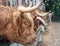 A close up photo of Highland Cows being fed on a farm