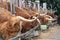 A close up photo of Highland Cows being fed on a farm