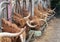 A close up photo of Highland Cows being fed on a farm