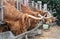 A close up photo of Highland Cows being fed on a farm