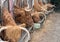 A close up photo of Highland Cows being fed on a farm