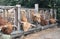 A close up photo of Highland Cows being fed on a farm