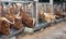 A close up photo of Highland Cows being fed on a farm