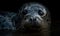 close up photo of hooded seal on black background. Generative AI