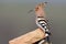 Close-up photo of a hoopoe