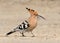 Close-up photo of hoopoe