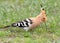 Close up photo of hoopoe feeding on the ground