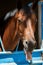 a close-up photo of a horse showing the tongue