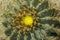 Close-up photo of huge green cactus with yellow flower and multitude