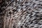 Close up photo of Indian crested Porcupine Hystrix indica quills