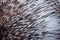 Close up photo of Indian crested Porcupine Hystrix indica quills