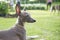Close up photo of Italian Greyhound puppy with gold collar sitting in the summer park.