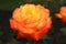 Close up photo of a Judy Garland rose.