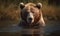 close up photo of Kodiak bear standing in river. Generative AI