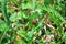 Close-up photo of a ladybird walking down a green leaf