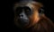 close up photo of langur on black background. Generative AI