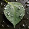 A close-up photo of a leaf with rain droplets