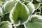 Close up photo of the leaves of the Hosta. White and green plant.