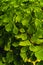 Close-up photo of the leaves suplir fern plant with yellow lightning