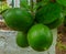 close-up photo of lemons bunched up on a tree branch, green fruit among green leaves