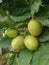 close-up photo of lemons bunched up on a tree branch, yellow fruit between green leaves almost perfectly ripe