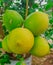 close-up photo of lemons bunched up on a tree branch, yellow fruit between green leaves almost ripe