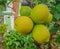 close-up photo of lemons bunched up on a tree branch, yellow fruit between green leaves almost ripe