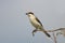 Close up photo of The lesser grey shrike Lanius minor