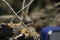 Close-up photo of a male goldcrest