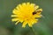 Close up photo of marmalade hoverfly On Dandelion. (episyrphus balteatus)