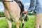 Close up photo of mature woman putting young woman feet on stirrup iron