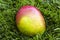 The close-up photo of a mellow  yellow and red mango fruit on the green grass. Vegetarian and healthy food. Nutrition and diet bac