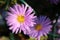 The close up photo of michaelmas daisy