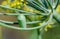 Close up photo of Monarch butterfly green cocoon