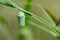 Close up photo of Monarch butterfly green cocoon