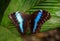 Close-up photo of Morpho achilles, neotropical butterfly