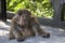 Close-up photo of a mountain monkey in Anhui, China