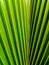 Close up photo of neat coconut leaf pattern