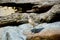 A close up photo of a New Zealand native bird Dotterel or tuturiwhatu - endangered.