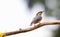 Close-up photo of a nuthatch on neutral background