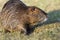 Close up photo of a nutria, also called coypu