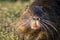 Close up photo of a nutria, also called coypu or river rat