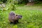 Close up photo of a nutria, also called coypu or river rat, against green background